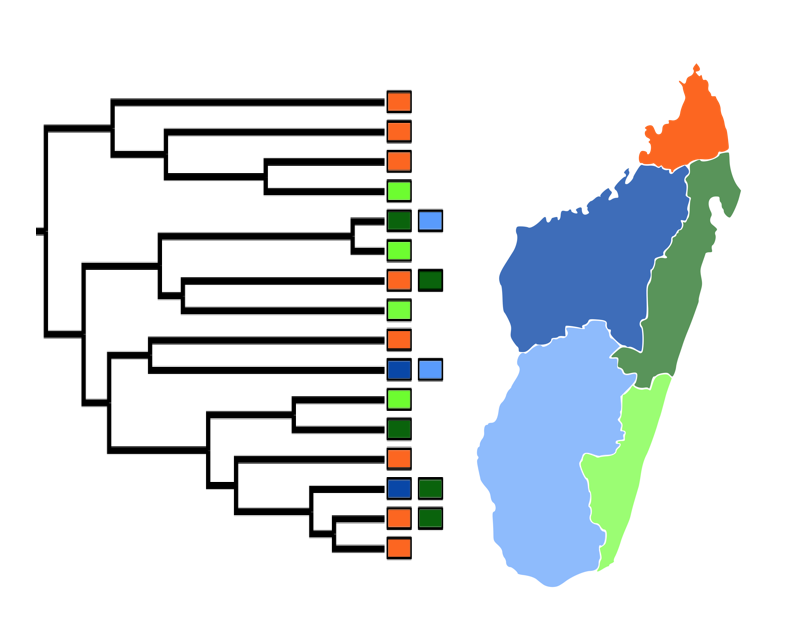 phylogenetic pattern